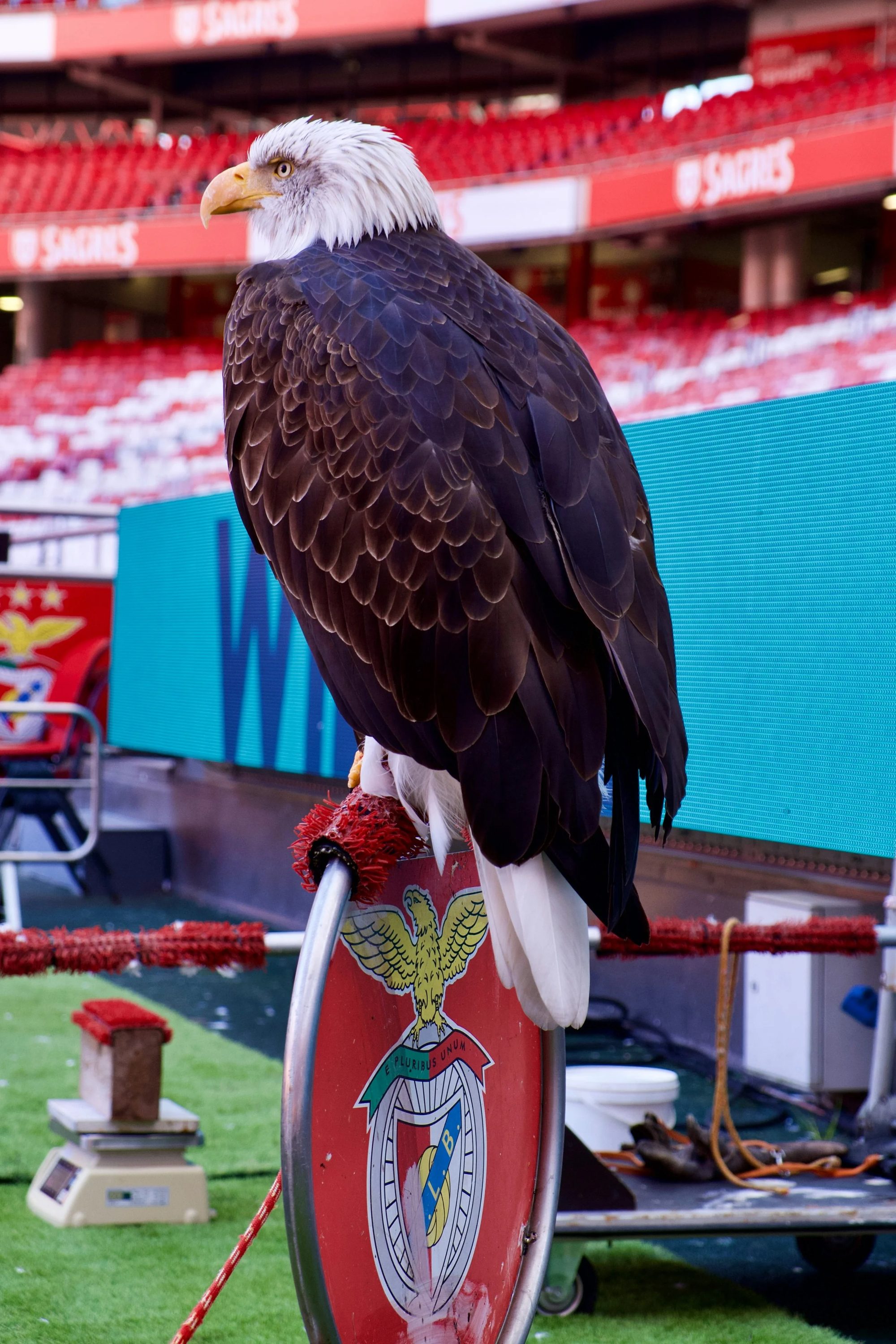 Águia de cabeça branca pousada em um suporte com o emblema do Benfica, em um estádio de futebol.
